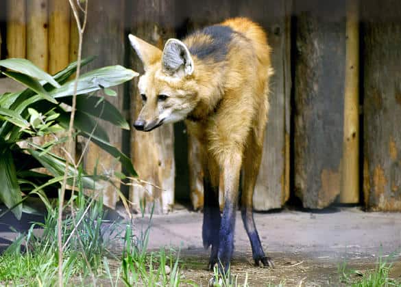 動物図鑑・タテガミオオカミ